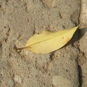 小男同-XVIDEOS-GAY
